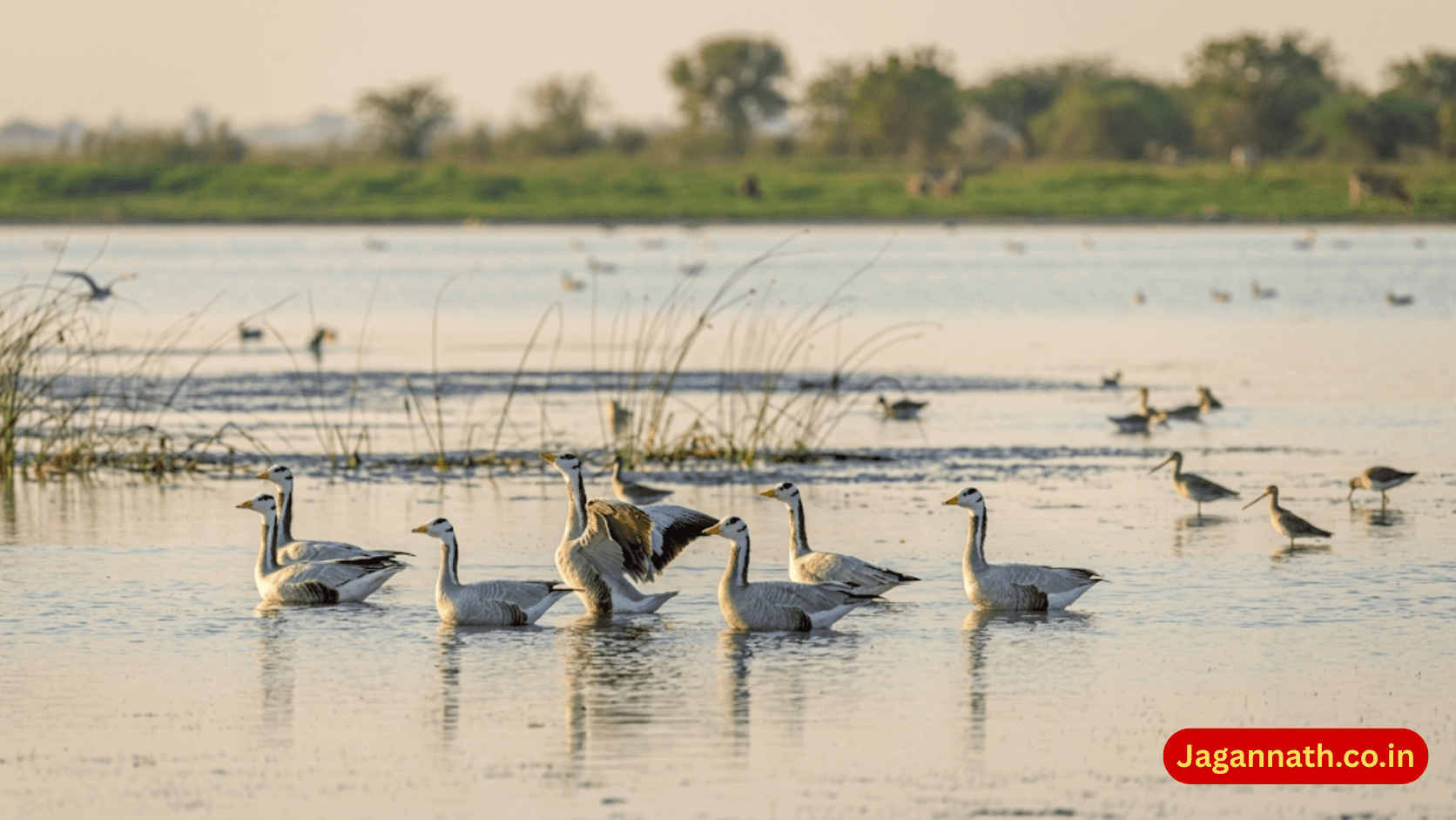 Nalabana Bird Sanctuary, Chilika